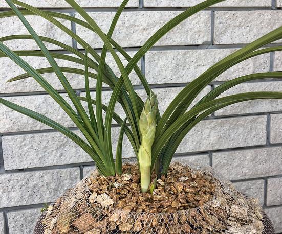 翁源特色技能攻略，翁源县任务指南详解